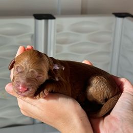 Goldendoodle Puppies from Doodle Darlings
