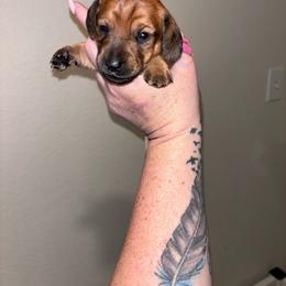 Lolli - Red female Dachshund puppy in Magnolia, Texas from Little Honey’s Dachshunds