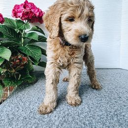 Pansy - Cream female Goldendoodle puppy in Everett, Washington from Big Top Doodles