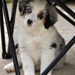 Australian Shepherd and Miniature American Shepherd Puppies from Bright Heart Aussies & Miniature American Shepherds