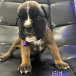 Remi - Fawn female Boxer puppy in Cicero, New York from MK Boxer Haven of CNY