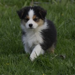 Amethyst (Izzy) - Black tri-color Australian Shepherd puppy in Croswell, Michigan from Platinum Edition Australian Shepherds