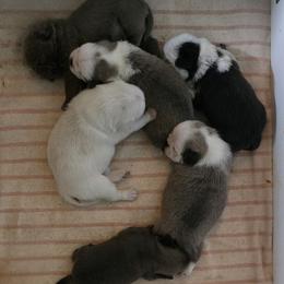 Pug Puppies from Royal House of Pugs