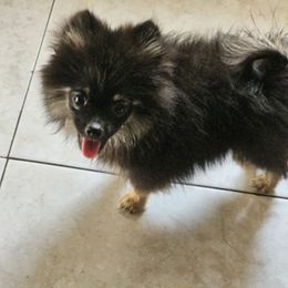 Doc - Black and tan male Pomeranian puppy in Laredo, Texas from SASH Poms