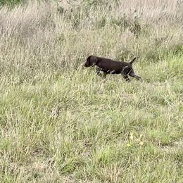 German Shorthaired Pointer Puppies from Dem Feuerhaus Gun Dogs