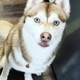 Siberian Huskies from Sarah Gordon's Siberian Huskies