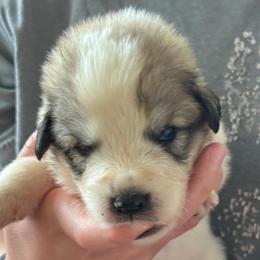 Anakin - White and badger male Great Pyrenees puppy in Murfreesboro, Tennessee from Storybook Tails Farm