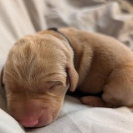 Black Male - Yellow male Labrador Retriever puppy in Briggsdale, Colorado from LC Hunting Labs, LLC.