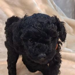 Matheo - Black male Poodle puppy in Oceanside, New York from Anastasia Poodles three four seven seven five four two three four five