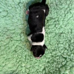 Rat Terrier Puppies from Susan Turner