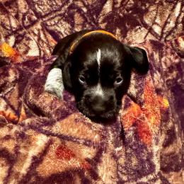 Mr. Orange - Black tan and bluetick male Beagle puppy in Viper, Kentucky from Mountain Top