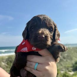 Aussiedoodle and Labradoodle Puppies from Doodles on Duty