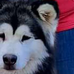 Alaskan Malamutes from SnoCap Kennel