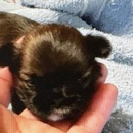 Kini - Red and white female Shih Tzu puppy in Modoc, Kansas from Karla Sauer