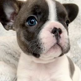 French Bulldogs from Frenchbred Co