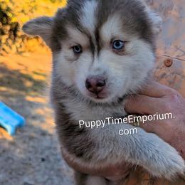Rusty - Red and white male Pomsky puppy in Spring Hill, Florida from www.PuppyTimeEmporium.com