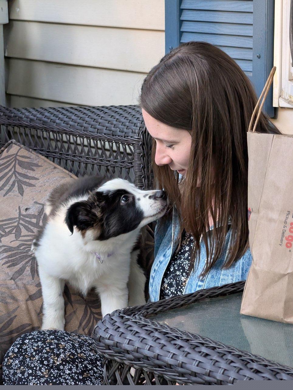 Border Collie Puppies from Pam's Border Collies