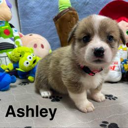 Ashley - Sable female Pembroke Welsh Corgi puppy in Apison, Tennessee from Ashmore Corgis