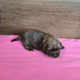Trixy Girl 1 - Liver female Shih Tzu puppy in Meadows Of Dan, Virginia from Walt’s Shih Tzus
