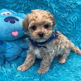 Curly - Apricot male Maltipoo puppy in Taft, Tennessee from Knight Pups