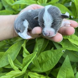 Janus - Blue and white male Chihuahua puppy in Delaplane, Virginia from CMW Interstellar Kennel