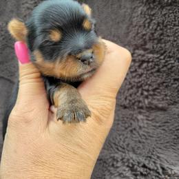 Bo - Black and gold female Yorkshire Terrier puppy in Middleton, Idaho from Rocky Mountain Yorkies