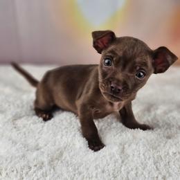 Ganache - Chocolate male Chihuahua puppy in Decatur, Illinois from We R Puppies-Petite Pups