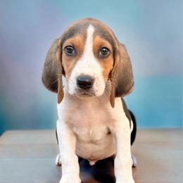 Blue boy - Tri-colored male Treeing Walker Coonhound puppy in Lovelady, Texas from 3 Color Kennel