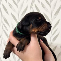 Boy 6 - Doberman Pinscher puppy from Imperium Dobermann Kennel