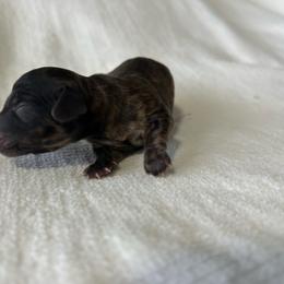 Tiny Black Brindle male - Brindle male Dachshund puppy in Sebring, Florida from Mini Weenies