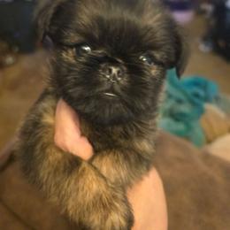 Honey - Black and tan female Brussels Griffon puppy in Burton, Michigan from Purple Moon Pups