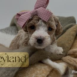 Neyland - Goldendoodle