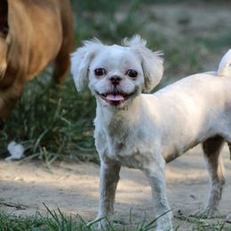 Gypsy - Shih Tzu