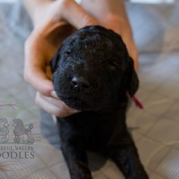 Poplar (girl) - Pink Collar - Blue female Poodle puppy in Tullahoma, Tennessee from Peaceful Valley Poodles