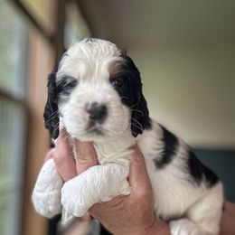 Lassie - Black white and tan female English Springer Spaniel puppy in Tupalo, Mississippi from Butterfield Trail Farm