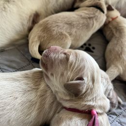 Girl 1 - Golden female Golden Retriever puppy in Gastonia, North Carolina from Crowders Creek Goldens
