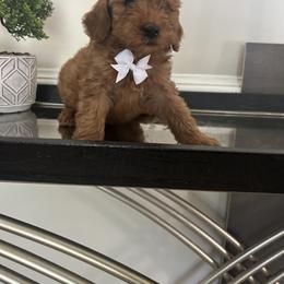Elliot - Red  male Goldendoodle puppy in Mint Hill, North Carolina from DoodleForever