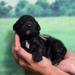 Cruiser - Brindle male Poodle puppy in Springfield, Oregon from Valaurah Farms