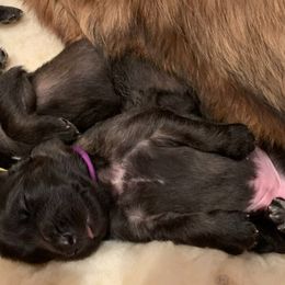 Leonberger Puppies from Yvain Leonbergers, LLC
