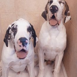 Great Dane All Grown Up from Collver Danes