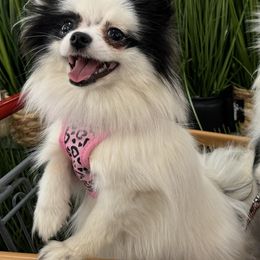 Bandit - Black parti Pomeranian puppy in San Diego, California from PS pomeranians