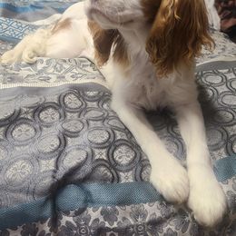 Cavalier King Charles Spaniel Puppies from Lily of the Valley Cavaliers