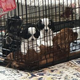 Cavalier King Charles Spaniel and Cavapoo Puppies from Hattie’s Texas Cavapoos