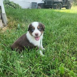 Girl 1 - Red tri-color female Australian Shepherd puppy in Jersey Shore, Pennsylvania from Lone Tree Aussies