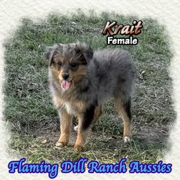 Krait - Blue merle female Toy Australian Shepherd puppy in Forestburg, Texas from Flaming Dill Ranch Aussies