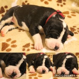 Great Dane Puppies from Cook’s Gentle Giants