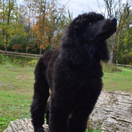 Poodle Puppies from D and D Standard Poodles