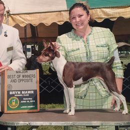 Emmy - Rat Terrier