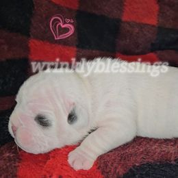 Pearl - White female Bulldog puppy in Granville, Iowa from Wrinkly Blessings English Bulldogs