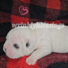 Pearl - White female Bulldog puppy in Granville, Iowa from Wrinkly Blessings English Bulldogs